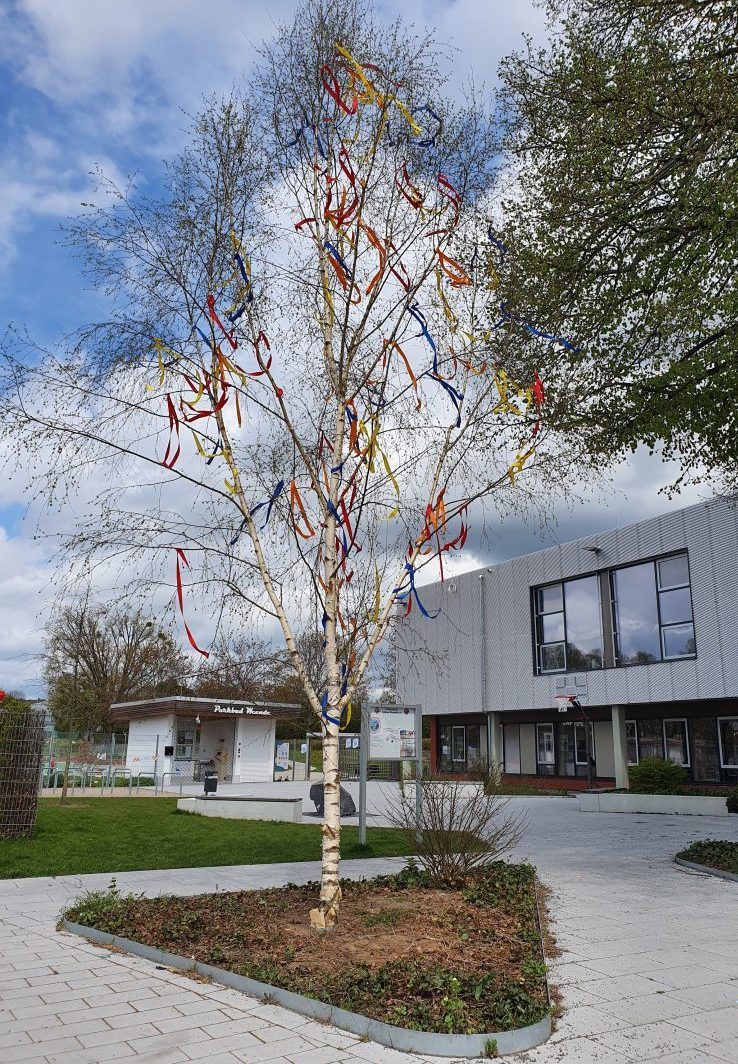 Weender Maibaum steht vor Parkbad – Maibaumfest im Jahnheim am Springberg
